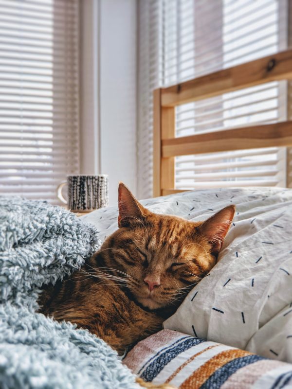 La déco pour animaux