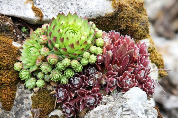 Créez votre jardin sec contemporain