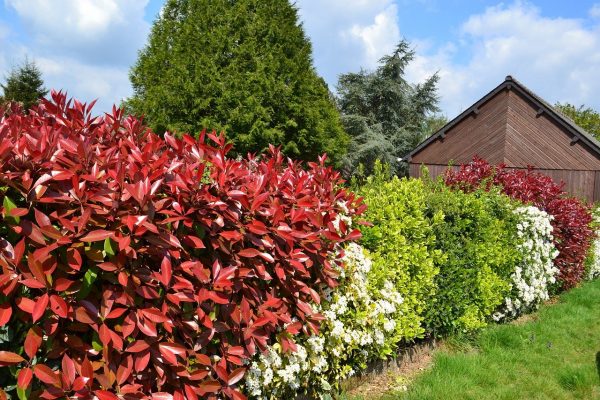 Quel brise-vue naturel choisir ?