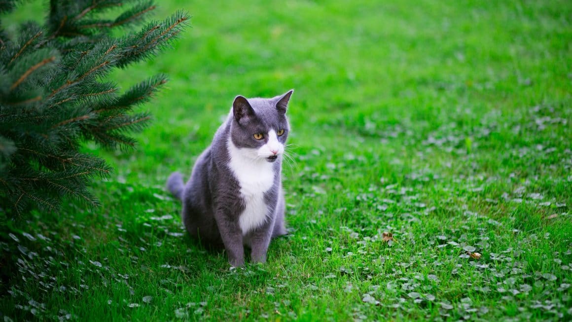 chat-jardin