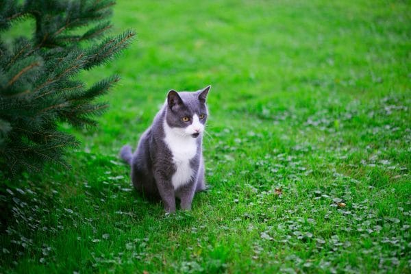 Comment construire un espace pour son chat au jardin ?