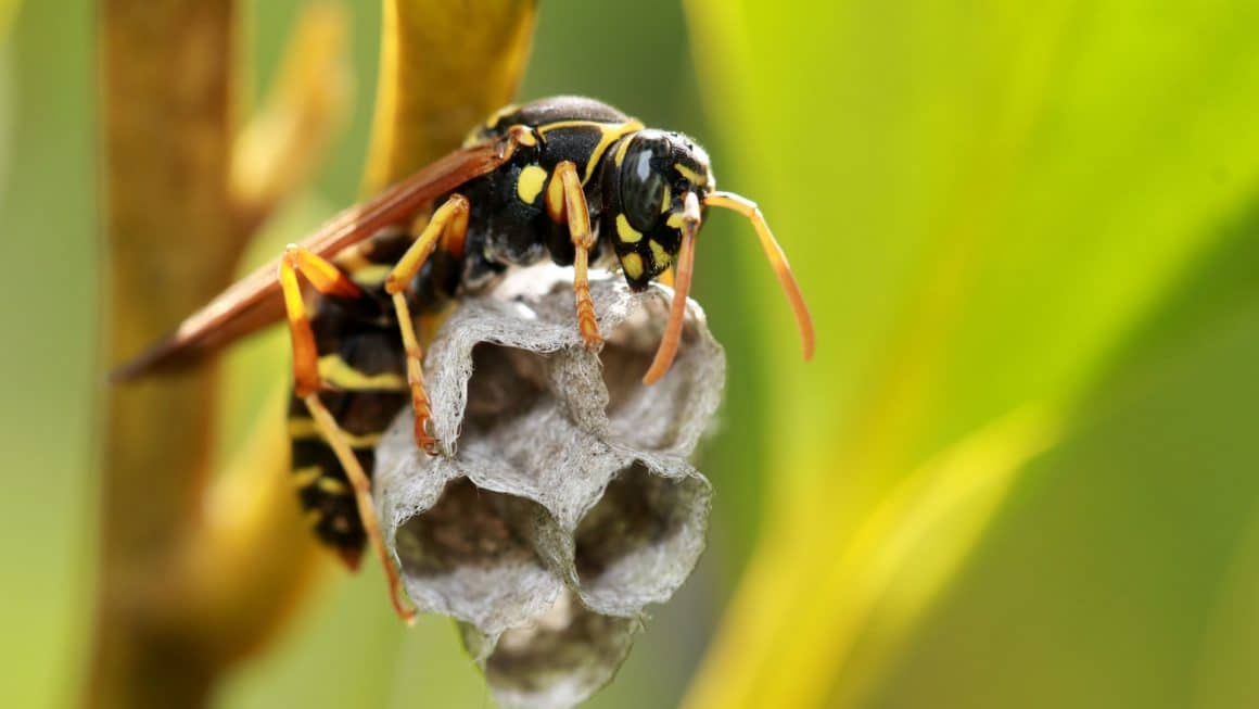 reconnaître nid d'abeille nid de guêpes