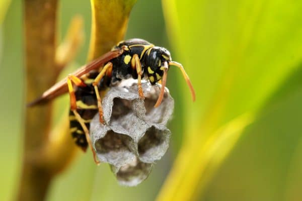 Comment reconnaitre un nid d’abeille d’un nid de guêpes ?